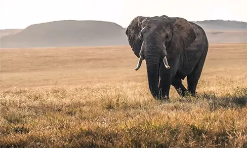  Mengenal Gajah Afrika dan Kehidupannya Lebih Jauh 