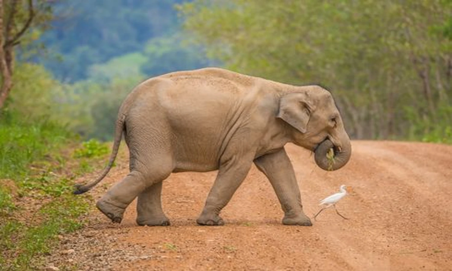 Gajah Sumatera, Mamalia Darat yang Terancam Punah
