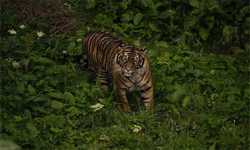 9 Spesies Harimau Yang Ada Di Dunia 