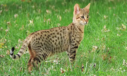  Fakta Menarik Tentang Kucing Savannah, Ras Kucing Terbesar dan Mirip Macan Tutul 