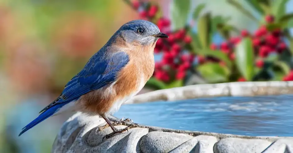 Mengenal Burung Biru Timur atau Eastern Bluebird