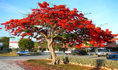 Pesona Flamboyan, Pohon Berbunga Dari Madagaskar